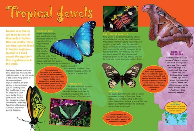 Butterflies and Moths