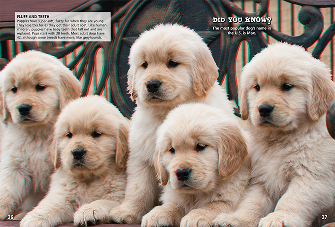 a group of golden retriever puppies are laying next to each other
