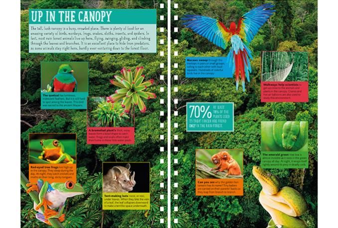 Jungle Explorer's Survival Guide