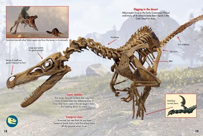 Dinosaurs and other prehistoric beasts are stripped back to basic with each spread packed with facts about these fascinating creatures.