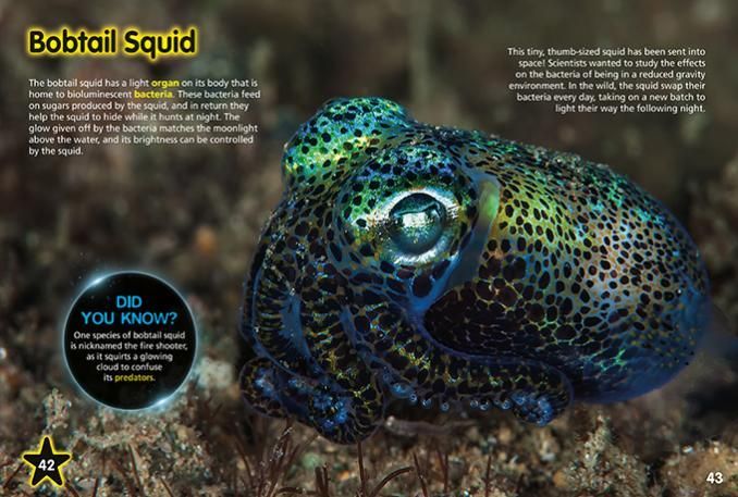 Find out why ocean animals light up in the dark depths and learn how they make and give out their own light.