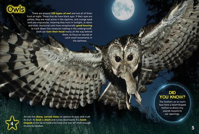 an owl is flying in front of a full moon .