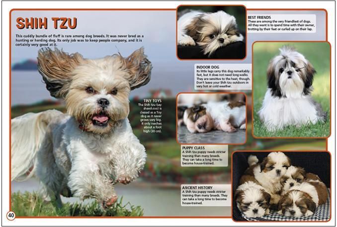 a picture of a shih tzu dog and its puppies