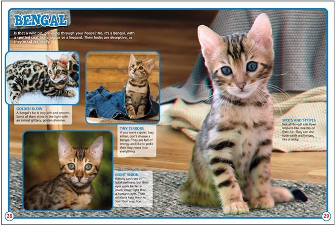 a bengal kitten is sitting on a rug next to a book .