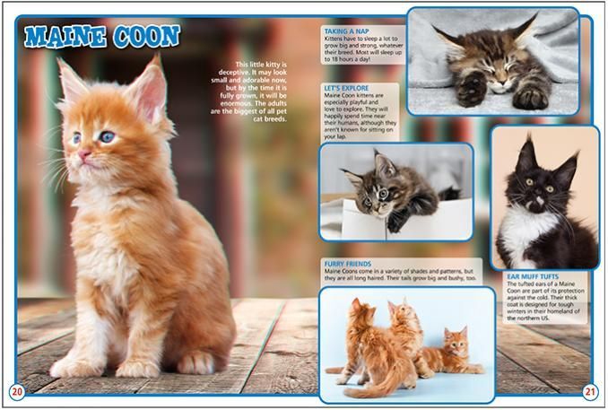 a picture of a kitten with the name maine coon on it