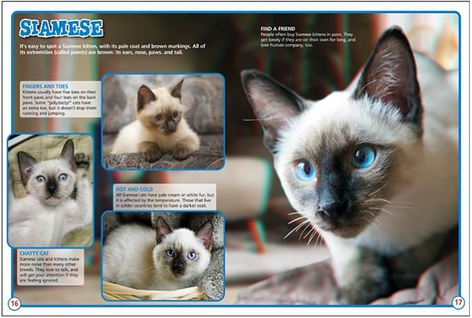 a siamese cat with blue eyes is laying on a blanket