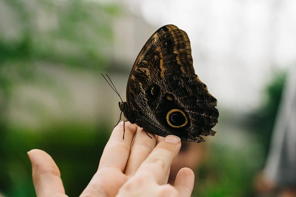 Butterfly with large eye-like markings rests on a person's finger, blurred green background.