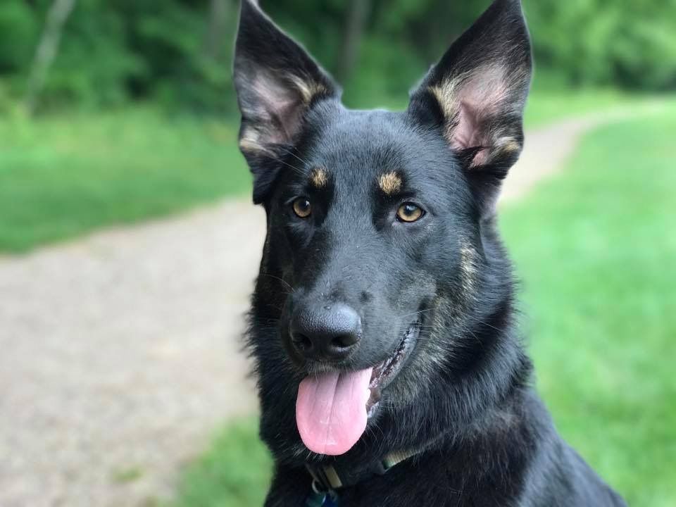 A black german shepherd dog with a pink tongue sticking out.