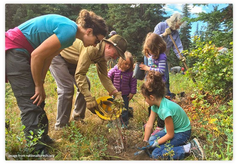 A group of people are planting trees in a field.