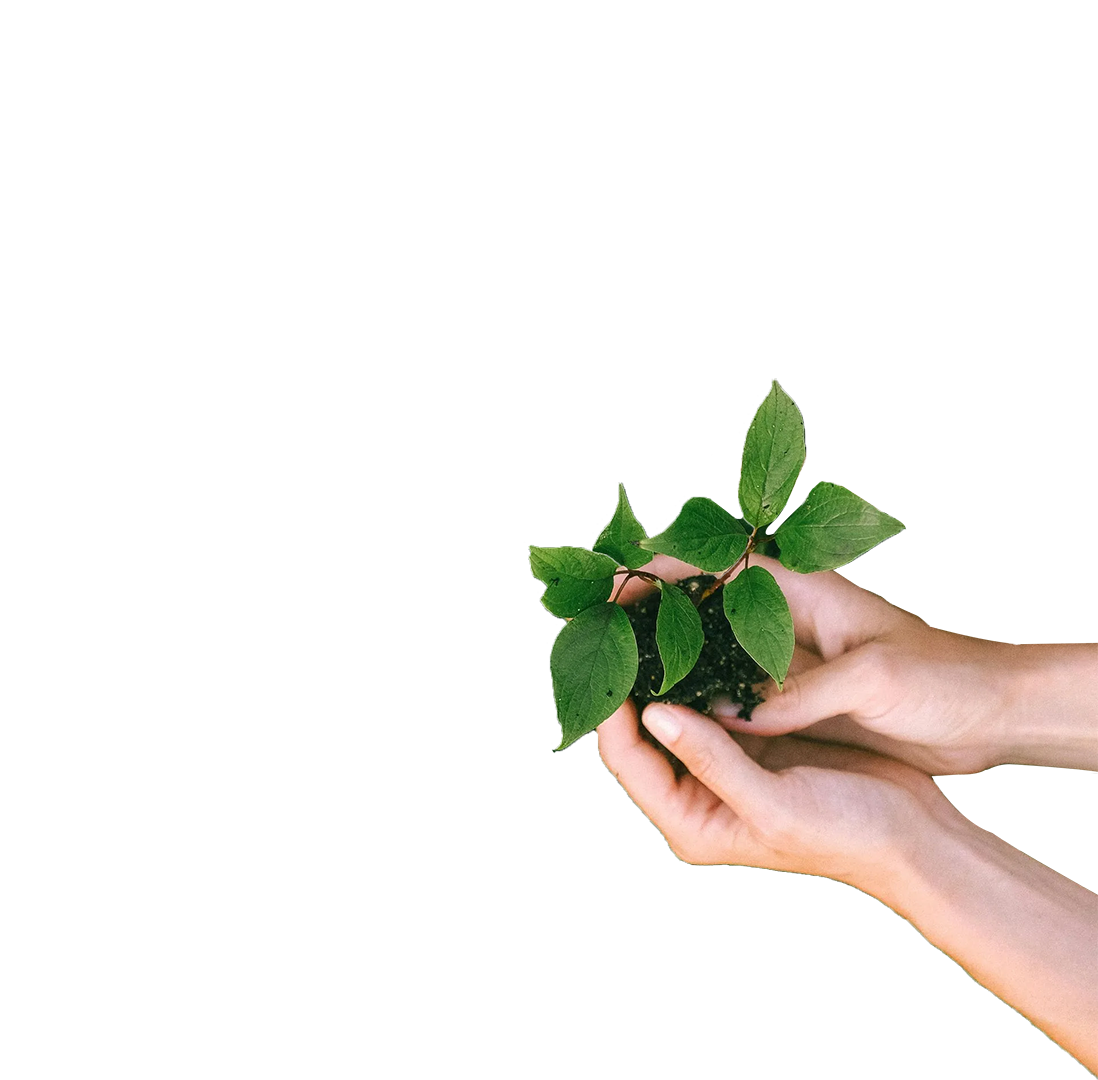 A person is holding a small plant in their hands