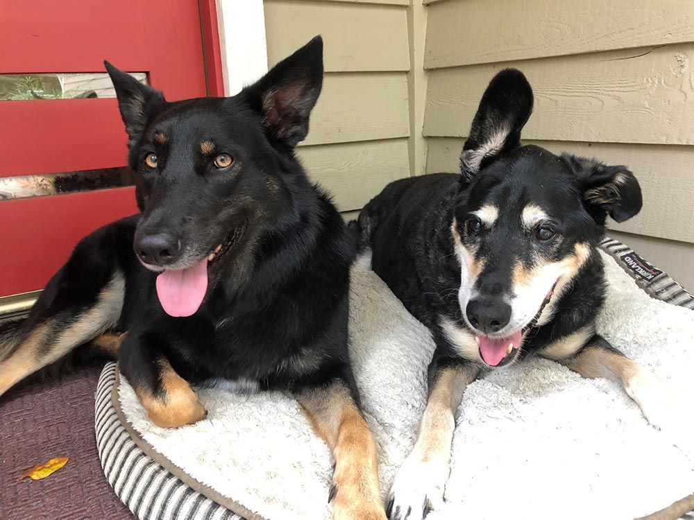 Two Black Dogs Laying on Dog Bed