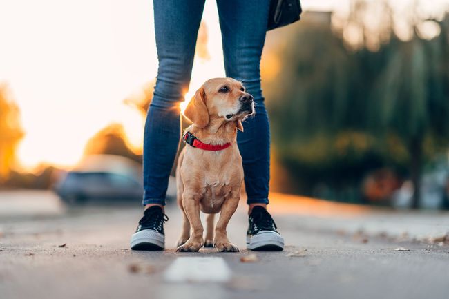 A person is standing next to a dog on the side of the road.
