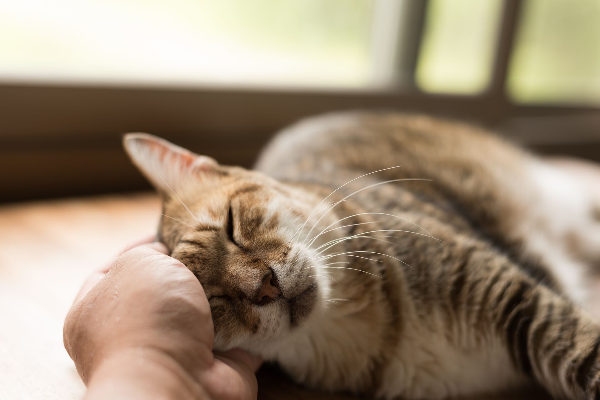 A person is petting a sleeping cat on the floor.