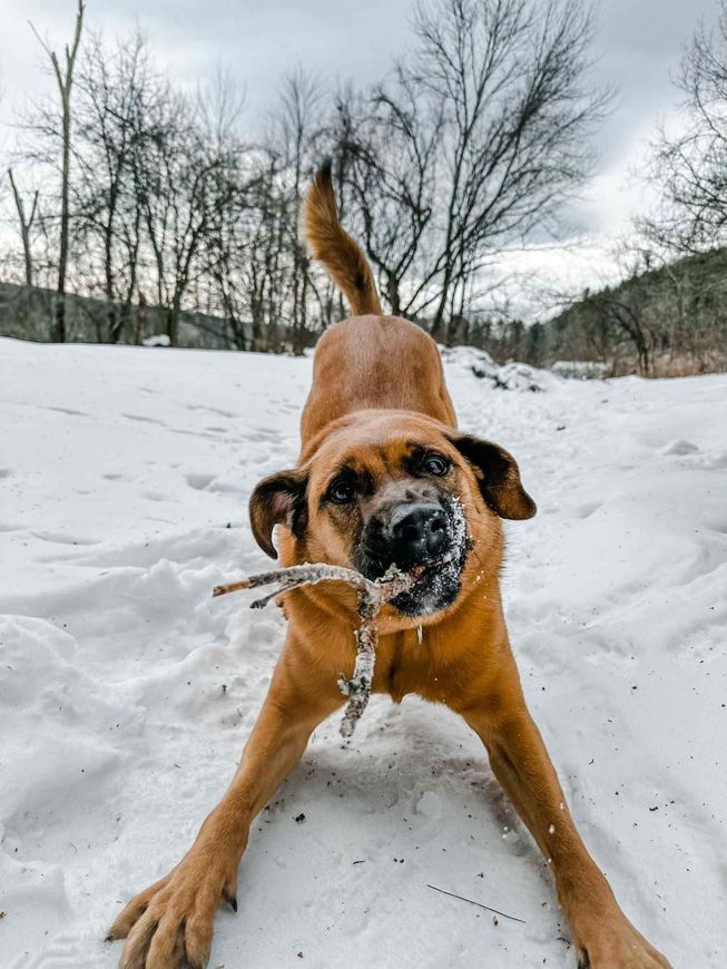 A brown dog is playing in the snow with a stick in its mouth.