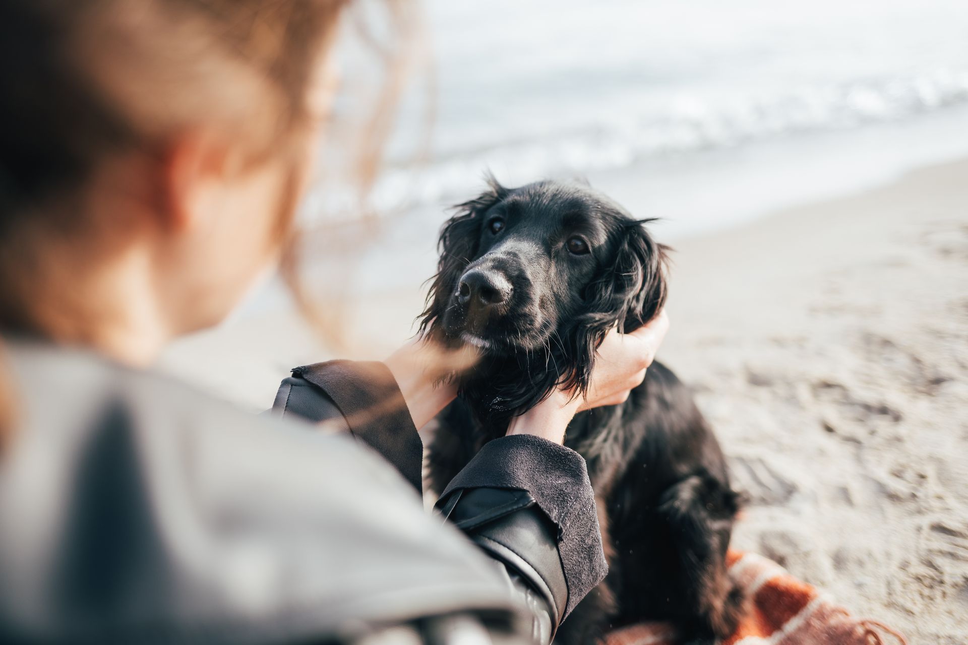 A woman is holding a small black dog on the beach.