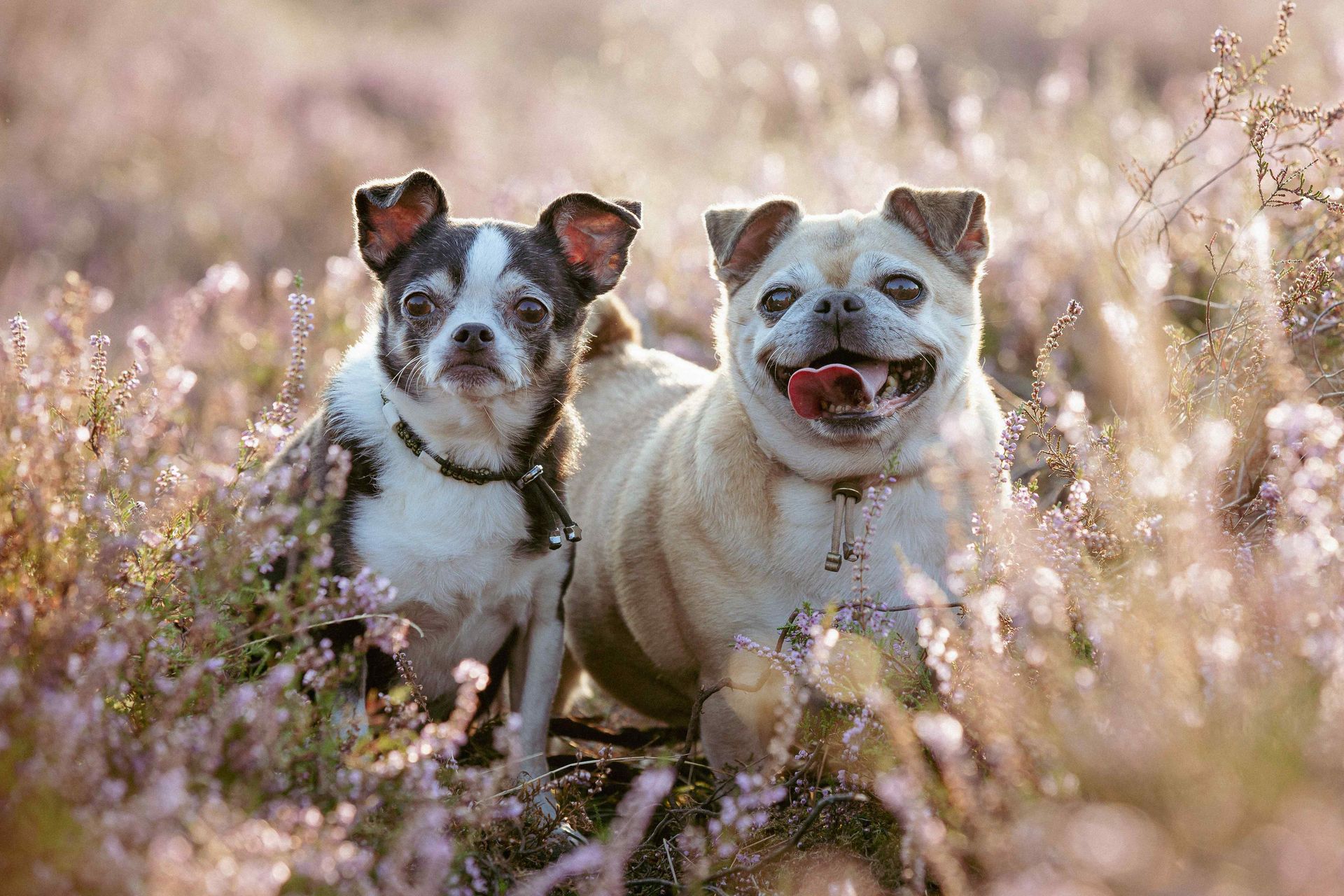 Two dogs are standing next to each other in a field of flowers.