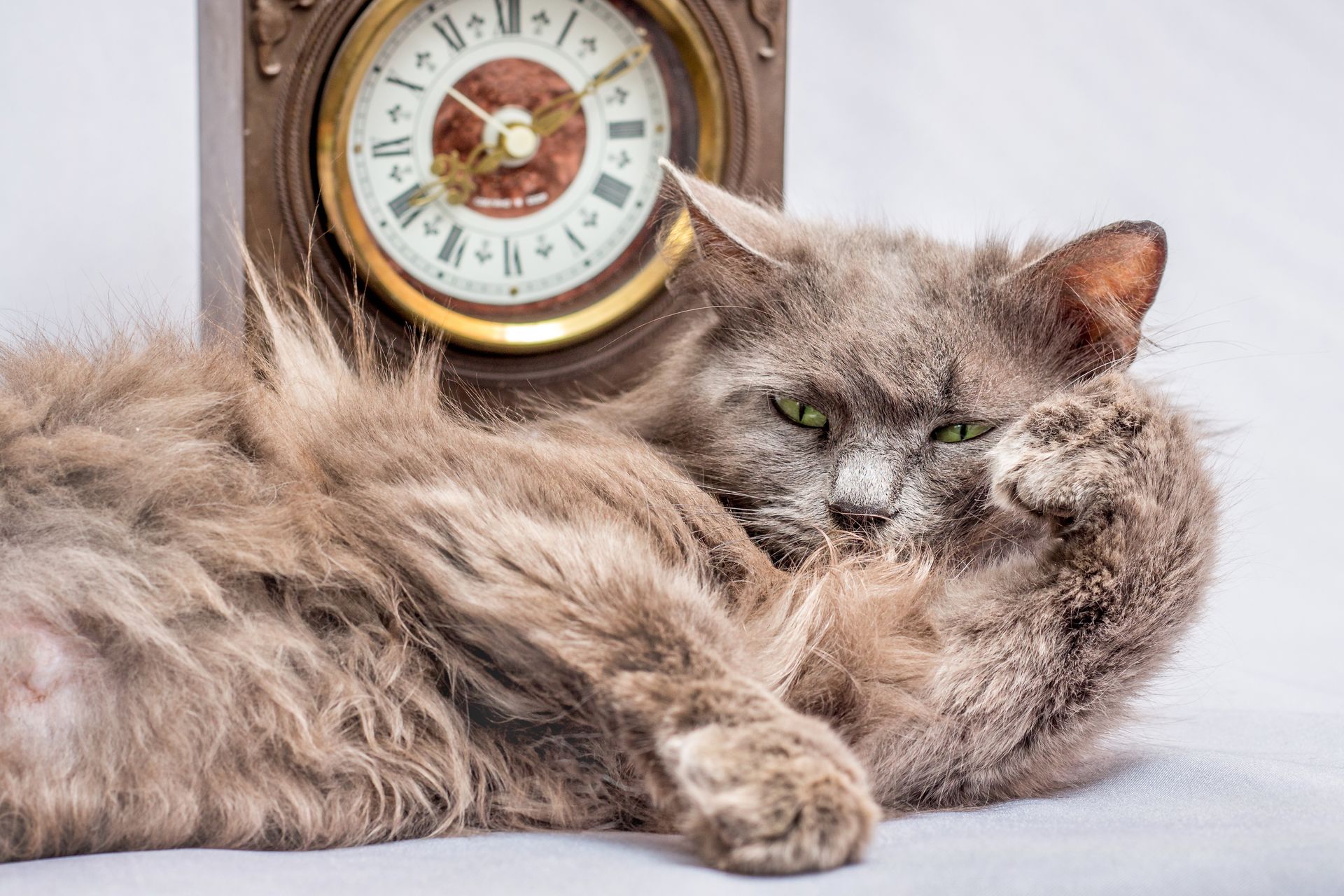 A cat is laying down in front of a clock.