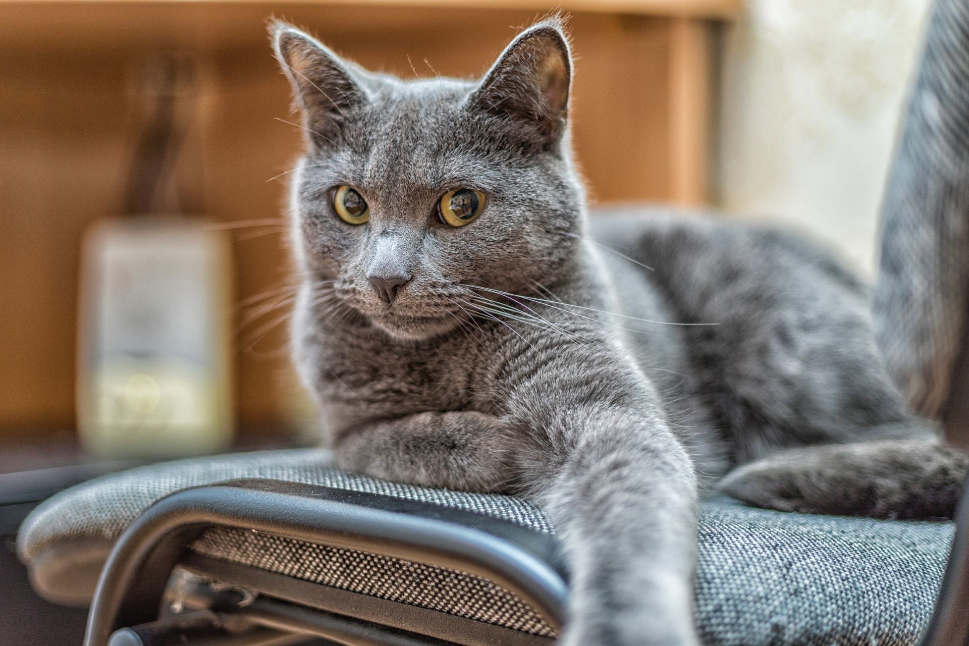 A gray cat is laying on a chair and looking at the camera.