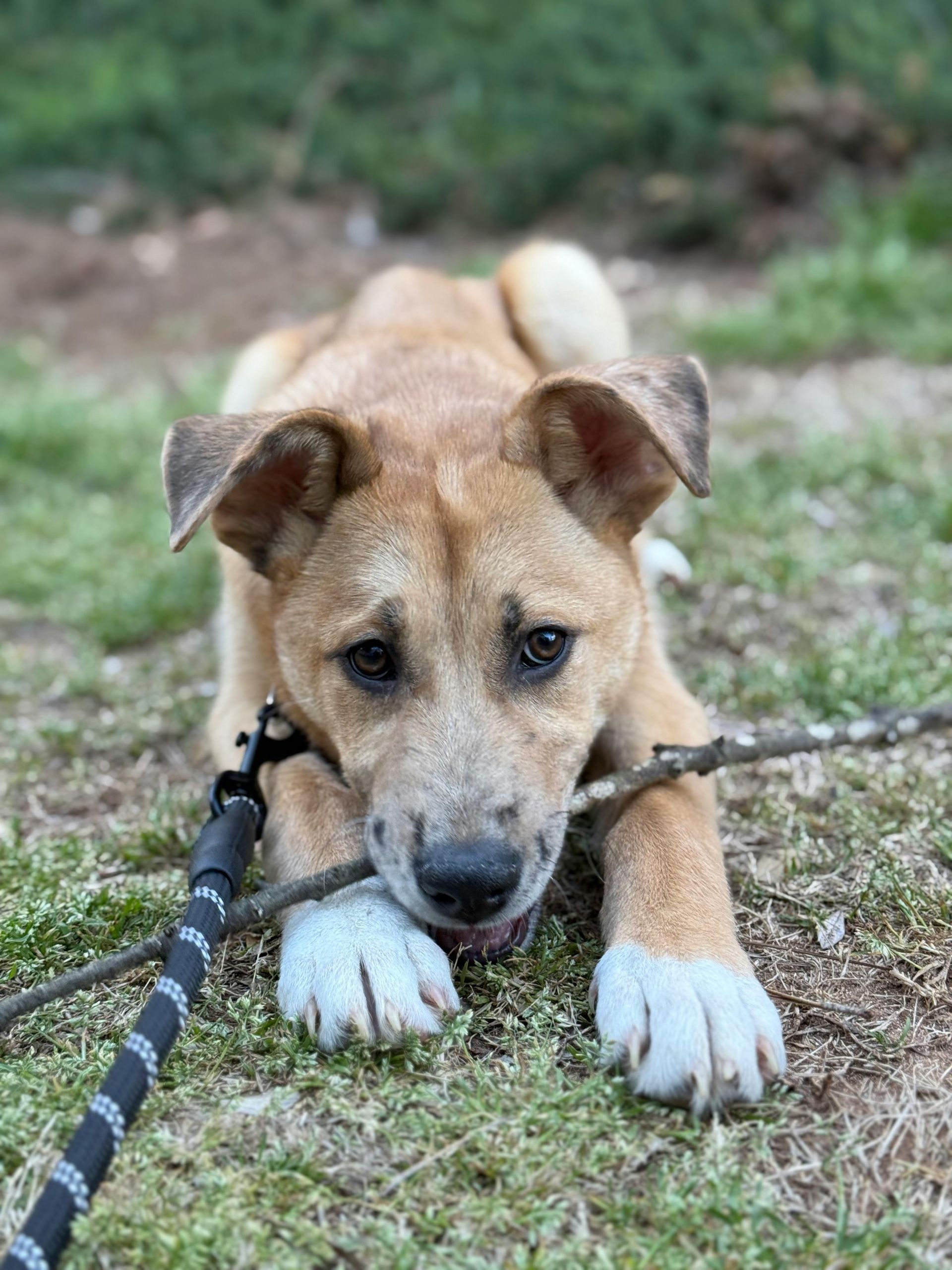 A brown and white dog is laying on the ground with a stick in its mouth.