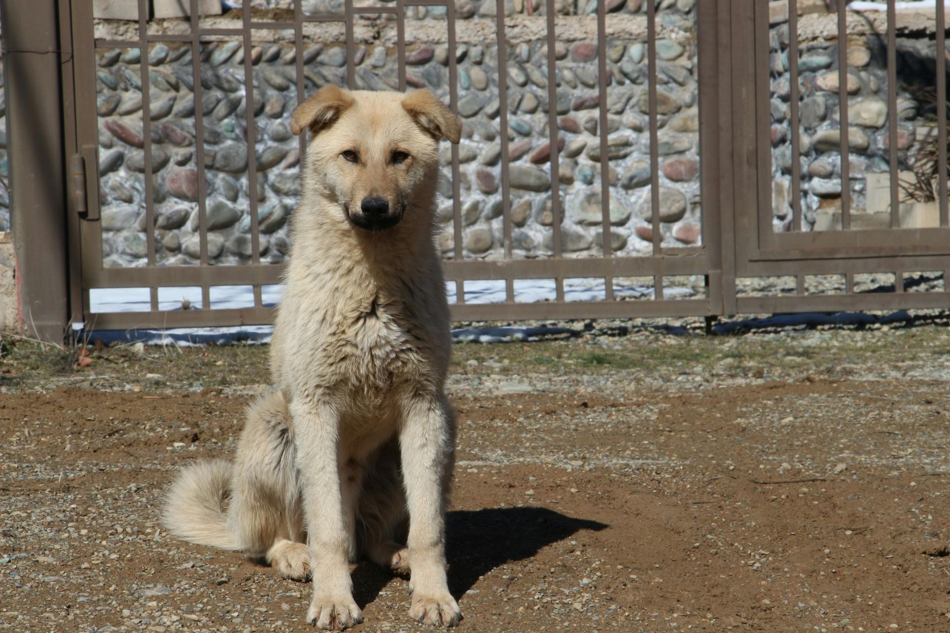 A dog is sitting in front of a stone wall