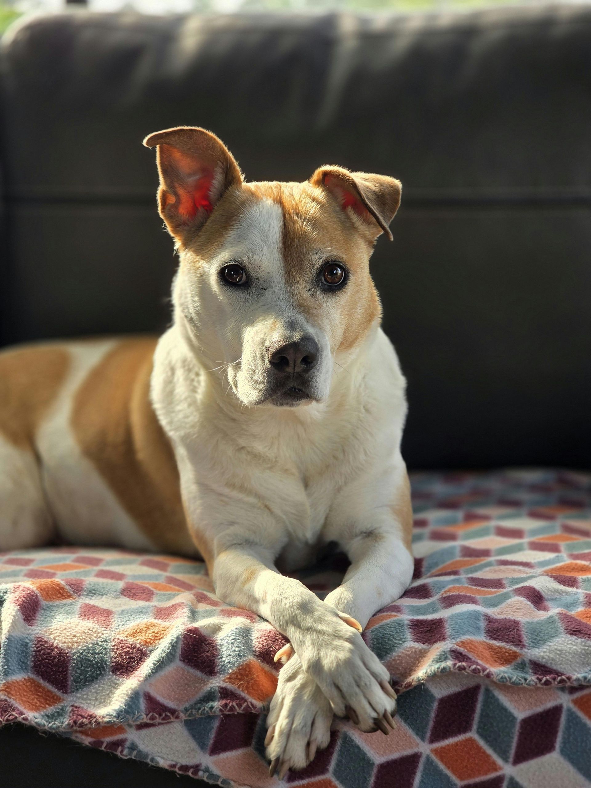 A brown and white dog is laying on a blanket on a couch.