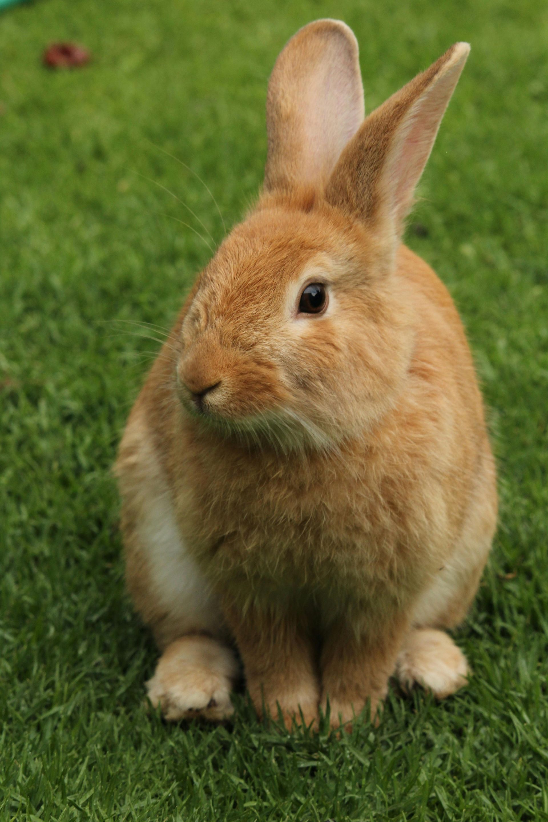 A brown rabbit is sitting in the grass and looking at the camera.