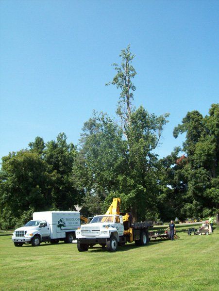 Removing Large Trees Using Crane Trucks – Frankfort, KY – Woodland Tree Care