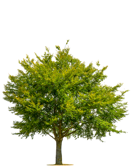 Green Tree – Frankfort, KY – Woodland Tree Care