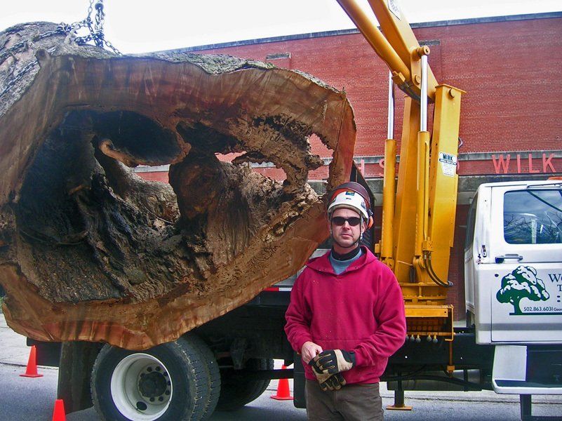 Man Near Large Tree Stump – Frankfort, KY – Woodland Tree Care