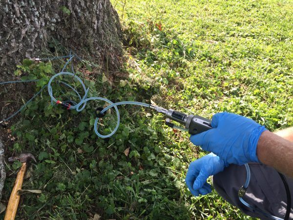 Installing Tree Lightning Protection System – Frankfort, KY – Woodland Tree Care