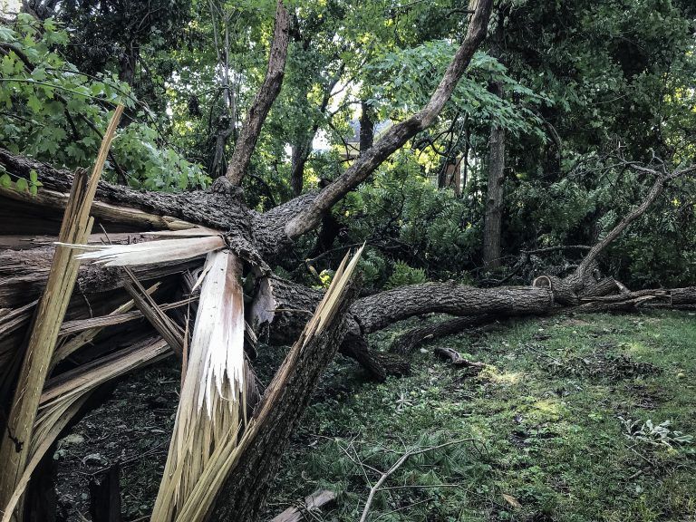 Fallen Trees Destroyed by The Typhoon – Frankfort, KY – Woodland Tree Care