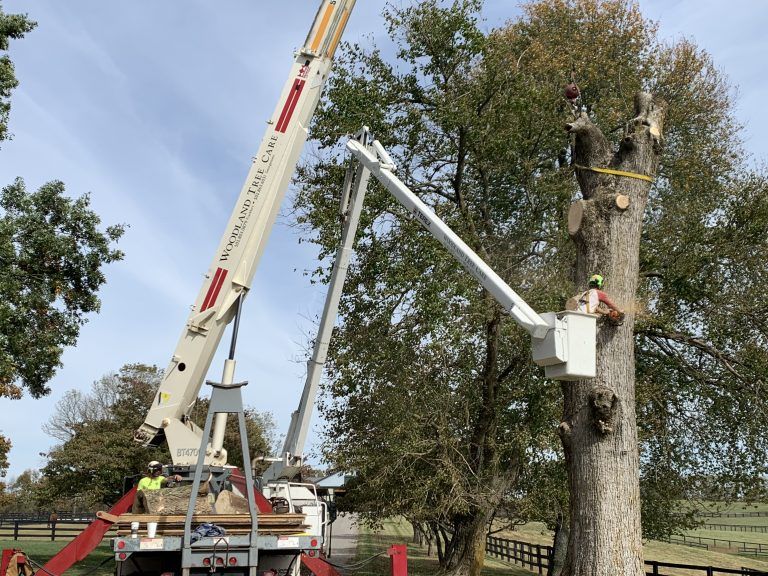 Arborist on A Lifting Platform Removing Tree Branch – Frankfort, KY – Woodland Tree Care
