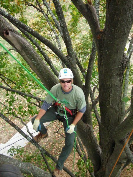 Man Sawing Tree at Height – Frankfort, KY – Woodland Tree Care