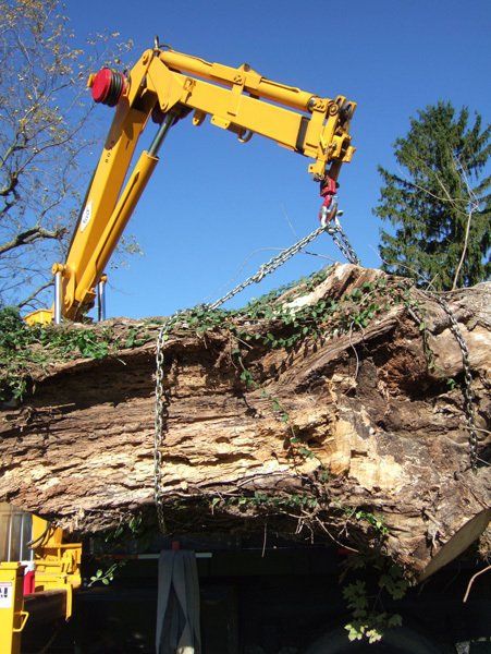 Logs Being Lifted by Cranes – Frankfort, KY – Woodland Tree Care