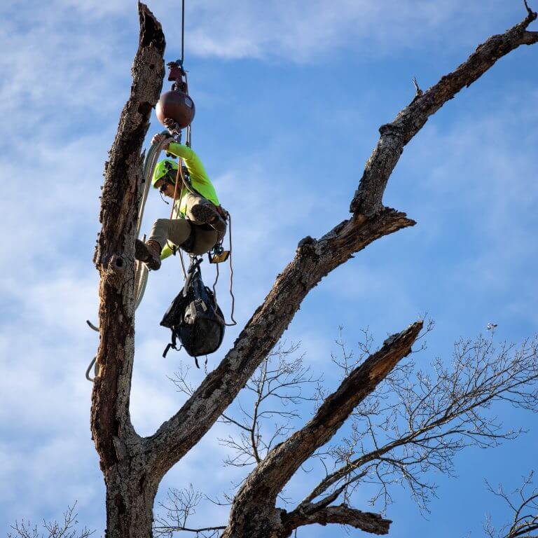 Arborist Climbing Tree – Frankfort, KY – Woodland Tree Care