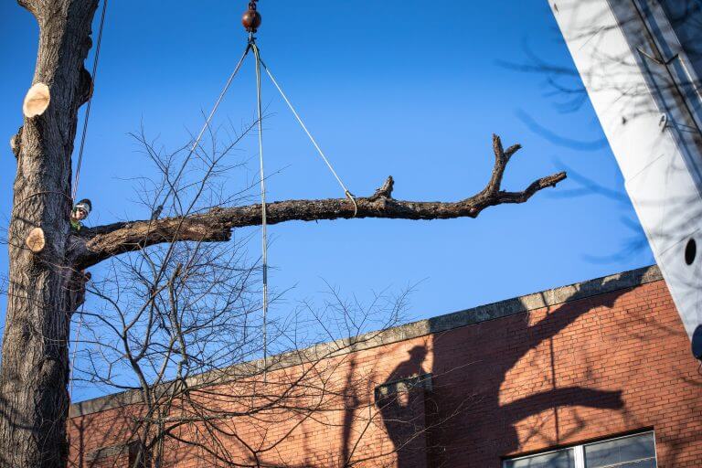 Crane Carrying Tree Branch – Frankfort, KY – Woodland Tree Care