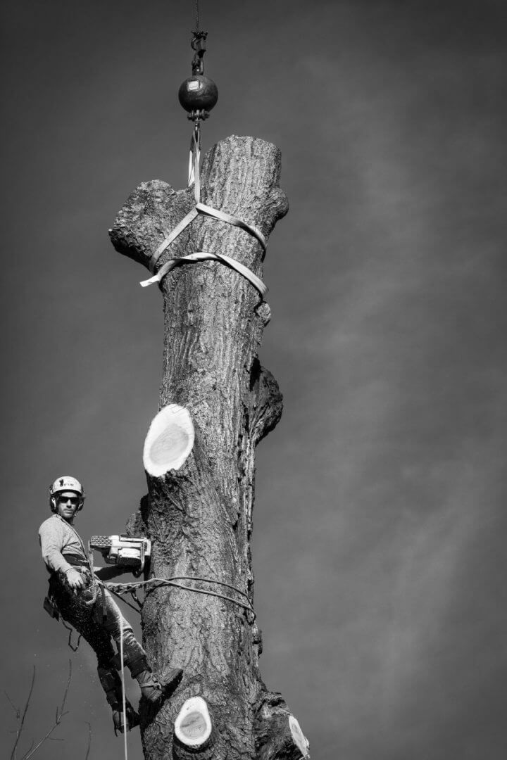 Tree Surgeon – Frankfort, KY – Woodland Tree Care