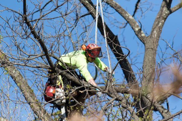 Arborist Pruning Tree Branches – Frankfort, KY – Woodland Tree Care