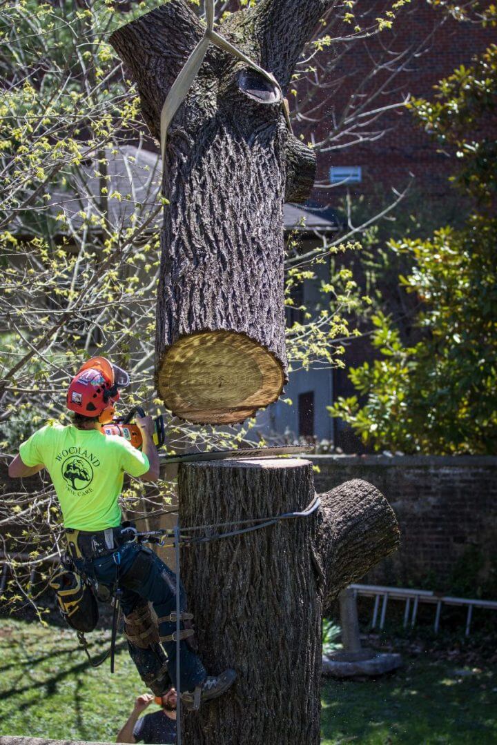 Lumberjack Cutting Wood Using Chainsaw – Frankfort, KY – Woodland Tree Care