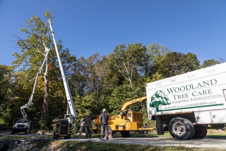 Arborists Working Together on Tree Removal – Frankfort, KY – Woodland Tree Care