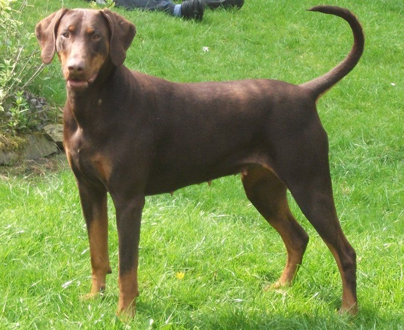A dog stood on a patch of grass
