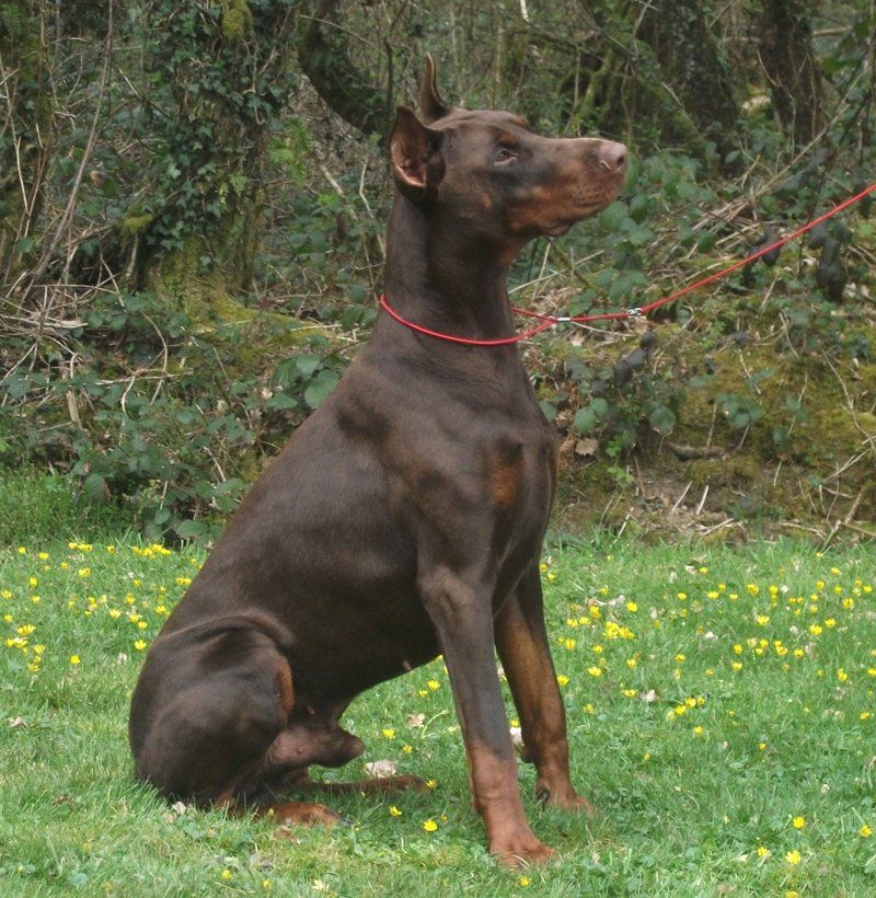 A side profile of a sitting dog