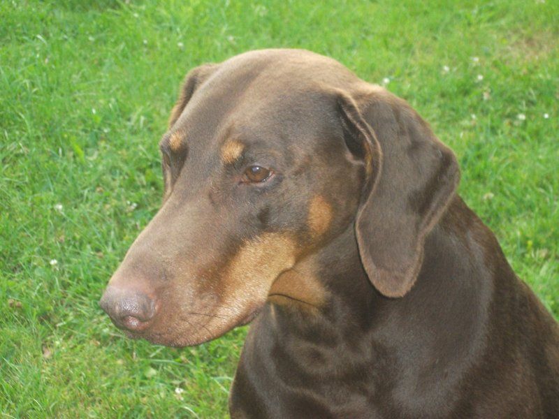 A side profile picture of a dog's head