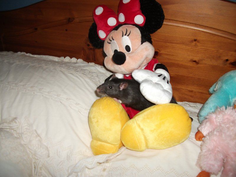A puppy with minnie mouse