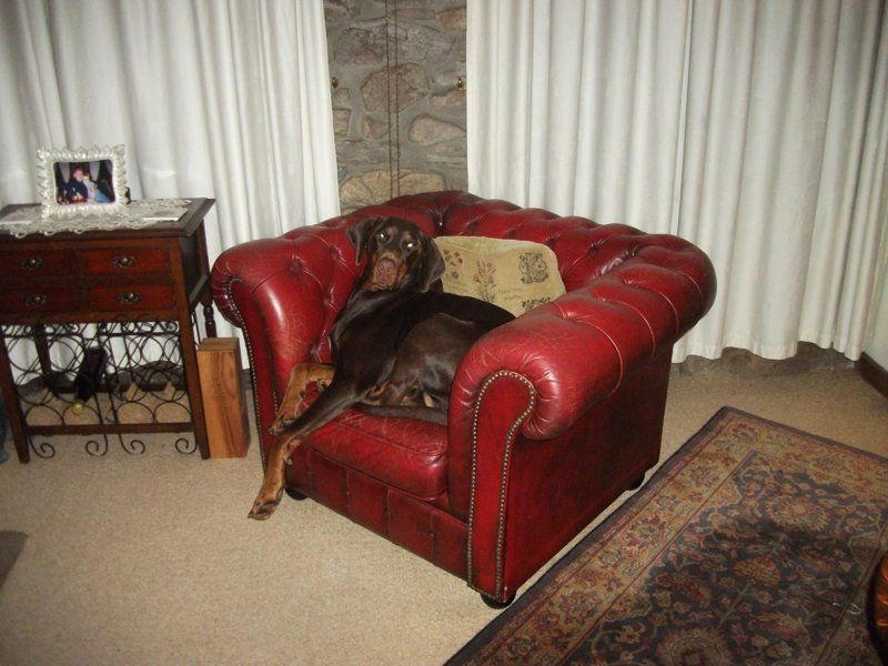 a dog sat on a large chair