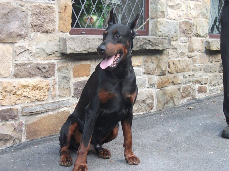 A happy looking dog sat