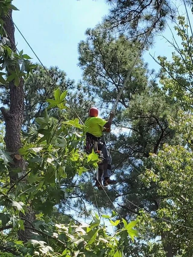Tree Experts Ruther Glen, VA Call My Saw
