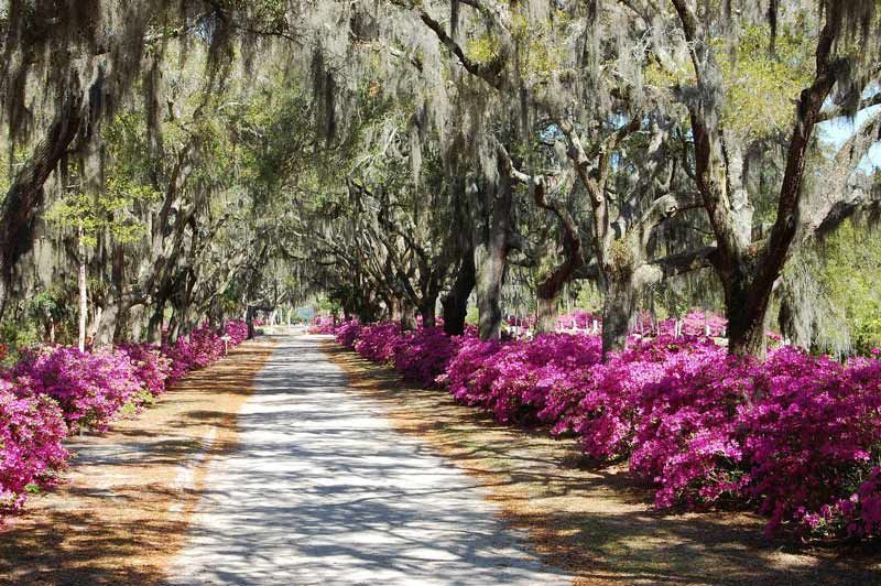Dirt road lined with vibrant pink azaleas and Spanish moss-covered trees.
