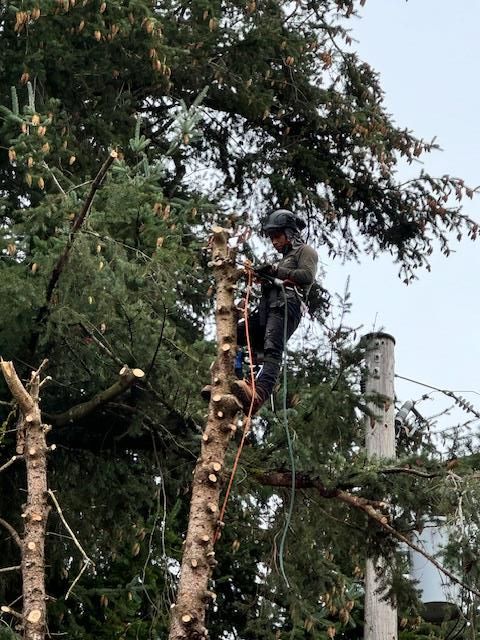 a person is cutting a tree branch with a chainsaw