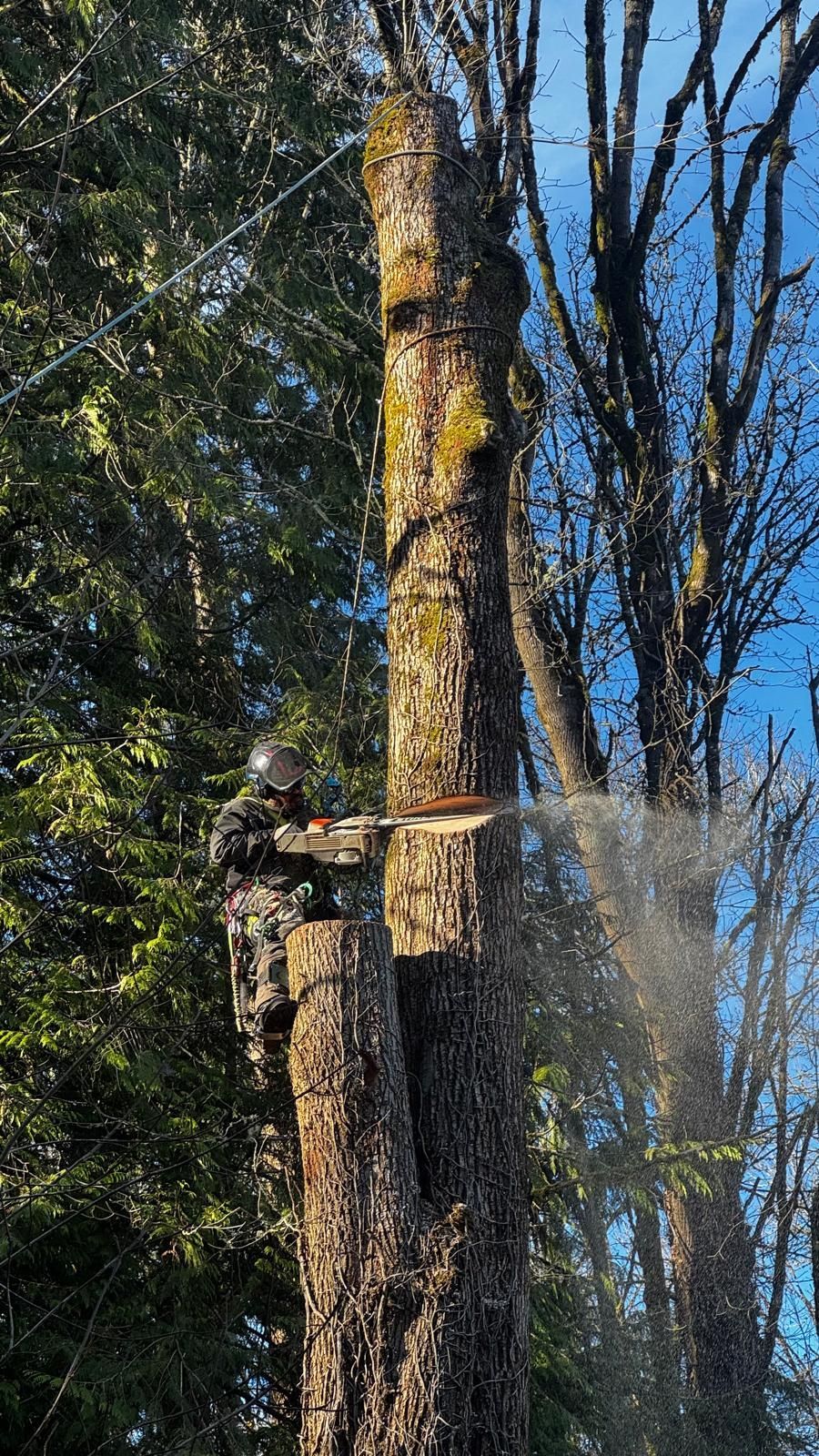 A person is cutting a tree branch with a chainsaw.
